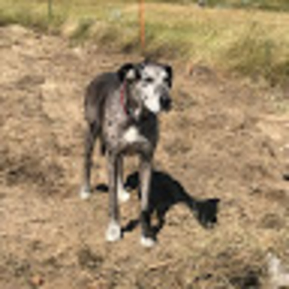 Meet your Posher, Tripp - Picture 1 of 1